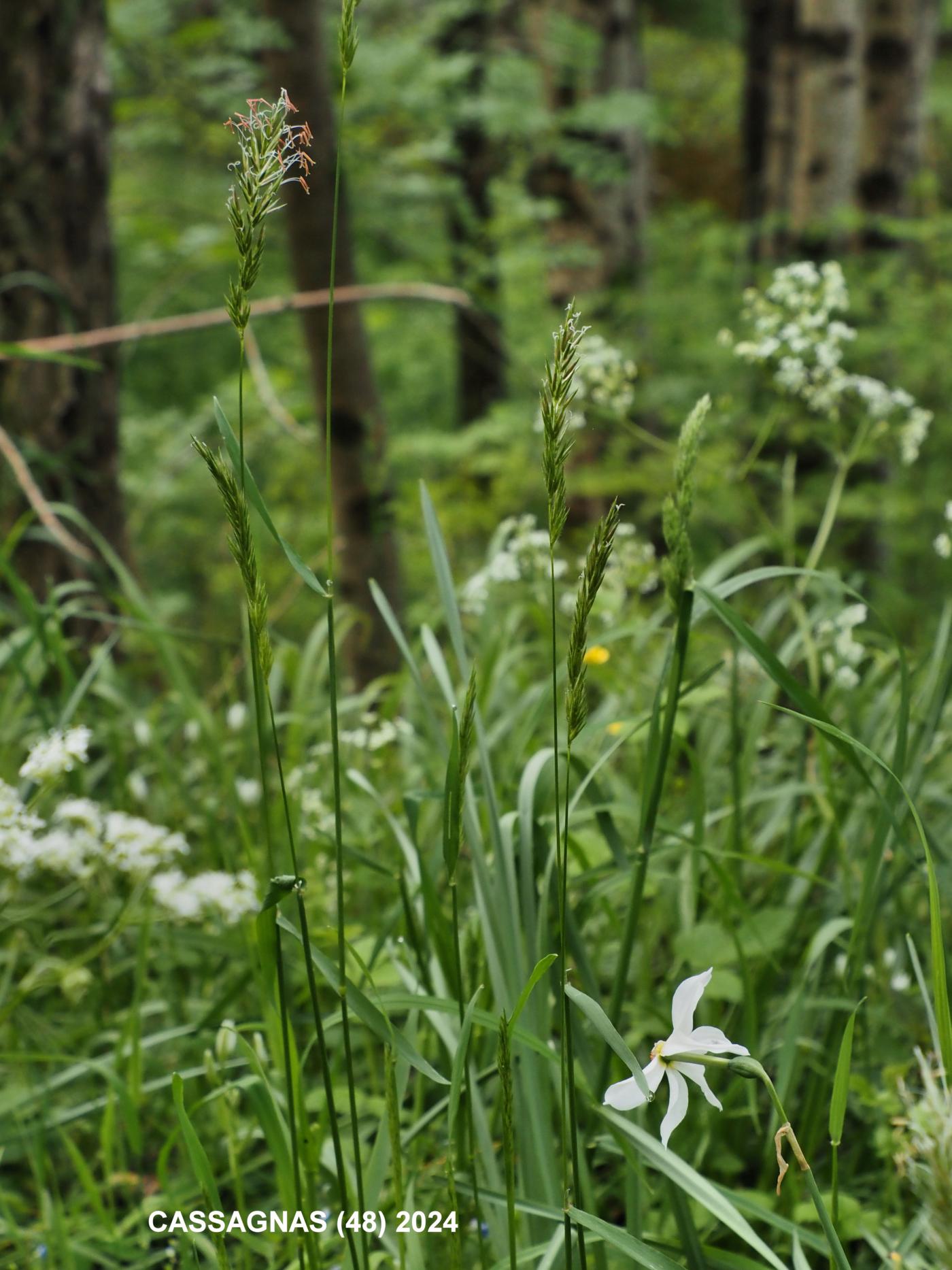 Sweet vernal grass plant